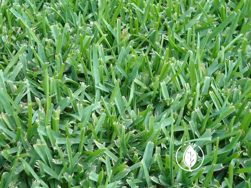 Bermuda grass