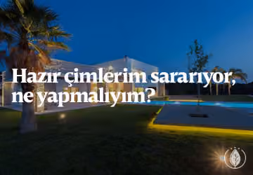 Hazır çimlerim sararıyor, ne yapmalıyım?