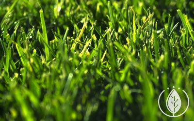 Paspalum Çim